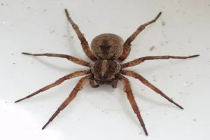 Spider Control: Golden Pest Solutions offers the best pest control services in Kolkata, Howrah and nearby areas to remove spiders from your residential and commercial areas.