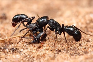 Ants: Ant Control in Kolkata. Get the best Ant Control service to exterminate ants from your premises.