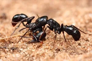 Ants: Ant Control in Kolkata. Get the best Ant Control service to exterminate ants from your premises.