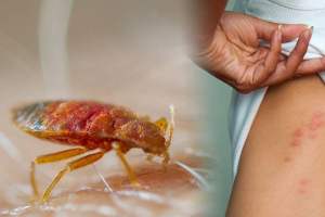 Bed bug: No.1 Bed bug control in Kolkata by Golden Pest Solutions, one of the best Pest Control Service providers in Kolkata.