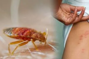 Bed bug: No.1 Bed bug control in Kolkata by Golden Pest Solutions, one of the best Pest Control Service providers in Kolkata.