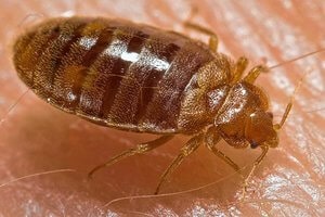 We at Golden Pest Solutions provide the Best Pest Control Services in Kolkata to remove Bed bug from your beds. Call now to get the best Bed bugs Control Service in Kolkata and nearby areas.