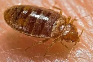 We at Golden Pest Solutions provide the Best Pest Control Services in Kolkata to remove Bed bug from your beds. Call now to get the best Bed bugs Control Service in Kolkata and nearby areas.