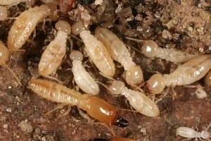 Termites: Golden Pest Solutions provides the best Termite Pest Control Services in Kolkata. Get up to ten years warranty on Termite Treatment Kolkata.