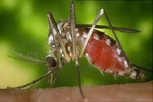 Best Pest Control Services in Kolkata, Howrah and nearby areas on Mosquito Control by Golden Pest Solutions.