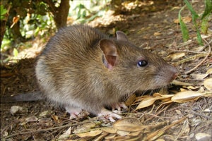 Rodent Control: Guaranteed Rodent Control Service provided by Golden Pest Solutions, one of the best pest control services in Kolkata.