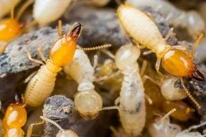 Termites: Best Termite Control in Kolkata by Golden Pest Solutions. We at Golden Pest Solutions provide the best Pest Control Services in Kolkata and nearby areas to control termites with guarantee.
