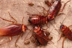 Cockroaches: Golden Pest Solutions offers the best Cockroach Pest Control Service in Kolkata and nearby areas. Safe & highly effective Cockroach Control Treatment provided by Golden Pest Solutions!