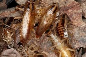Cockroaches