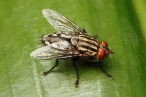 Fly Control: Get the best Pest Control Services in Kolkata on Fly Control. Golden Pest Solutions also offer Termite Control, Cockroach Control, Bedbugs Control Mosquito Control Service etc.