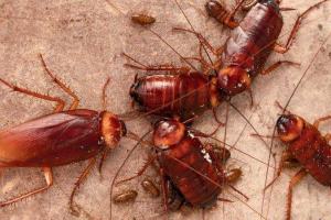 Best Pest Control in Kolkata | 20% Off on Termite Control Treatment Kolkata