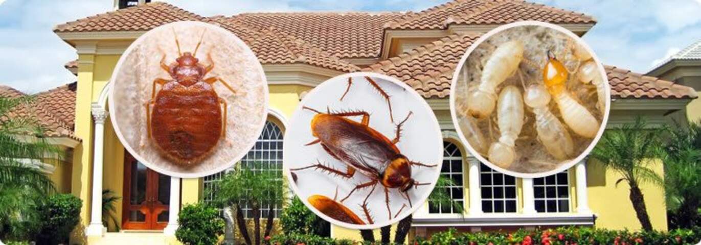 Golden Pest Solutions is a trusted name in the pest control industry in Kolkata, known for our commitment to providing safe, effective, and reliable pest management services.