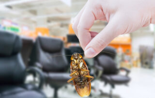 Best Pest Control Services in South Kolkata