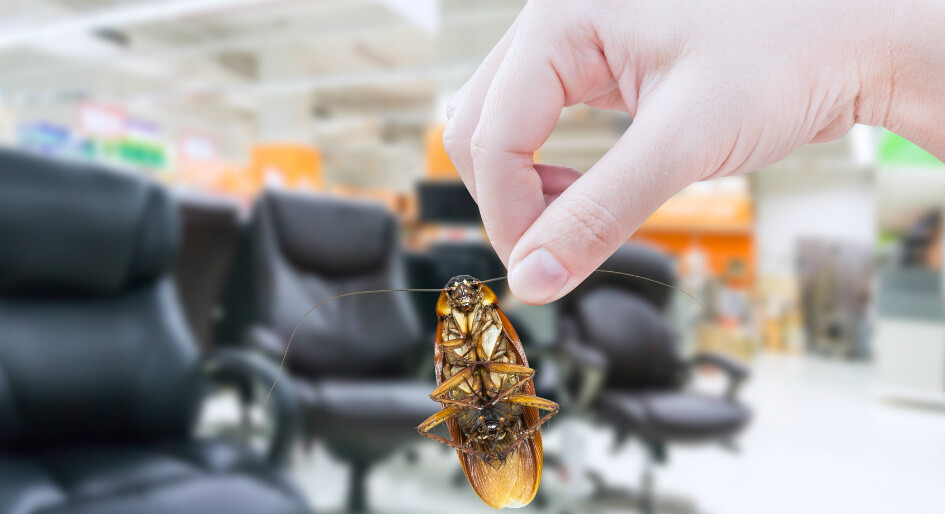 Best Pest Control Services in South Kolkata