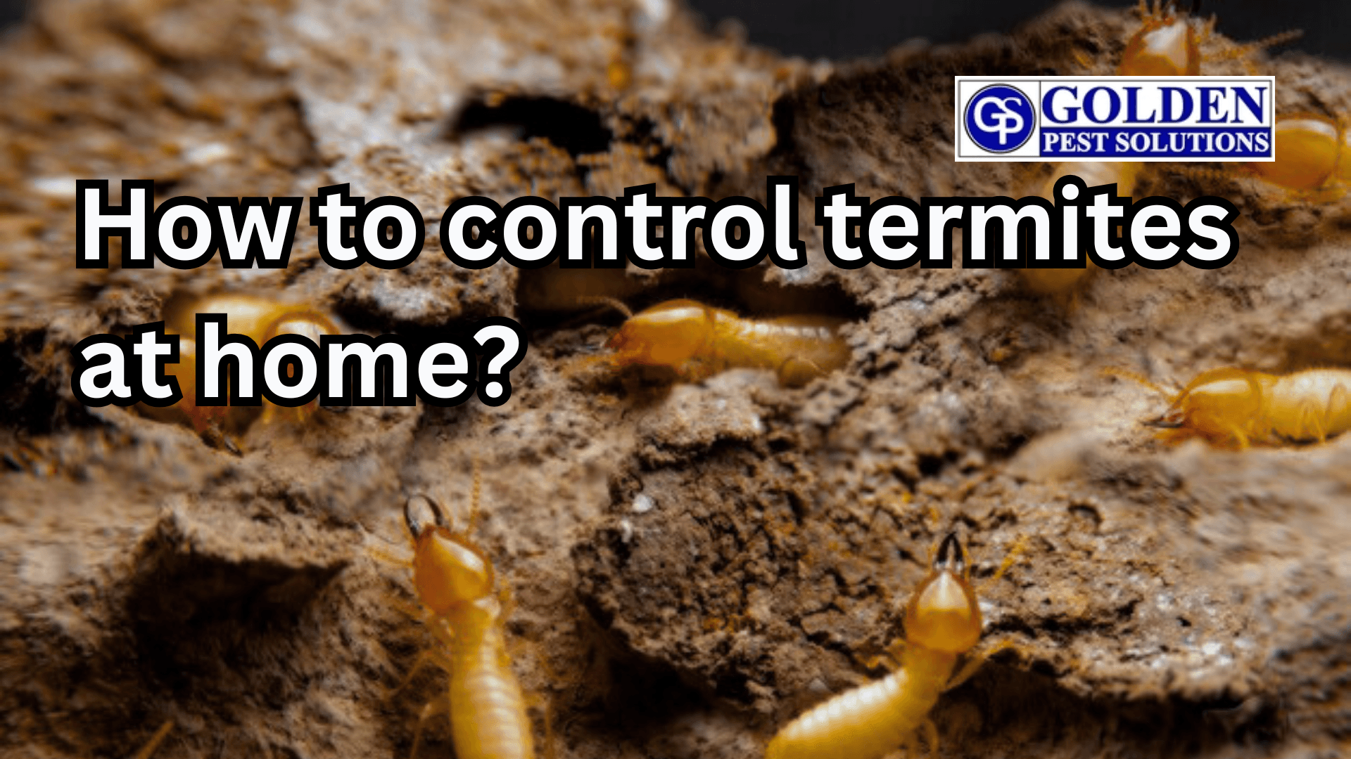 How to control termite at home
