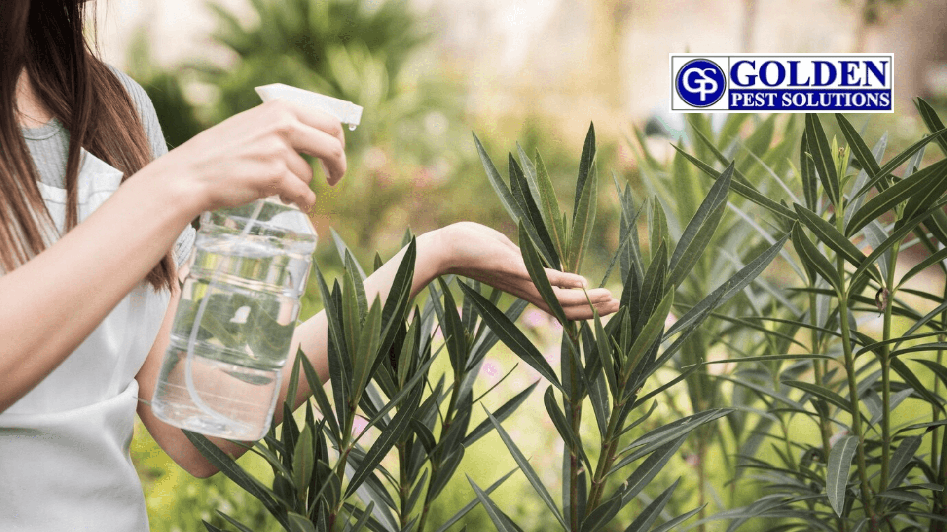 Plant Cultivation that Repels Mosquitoes