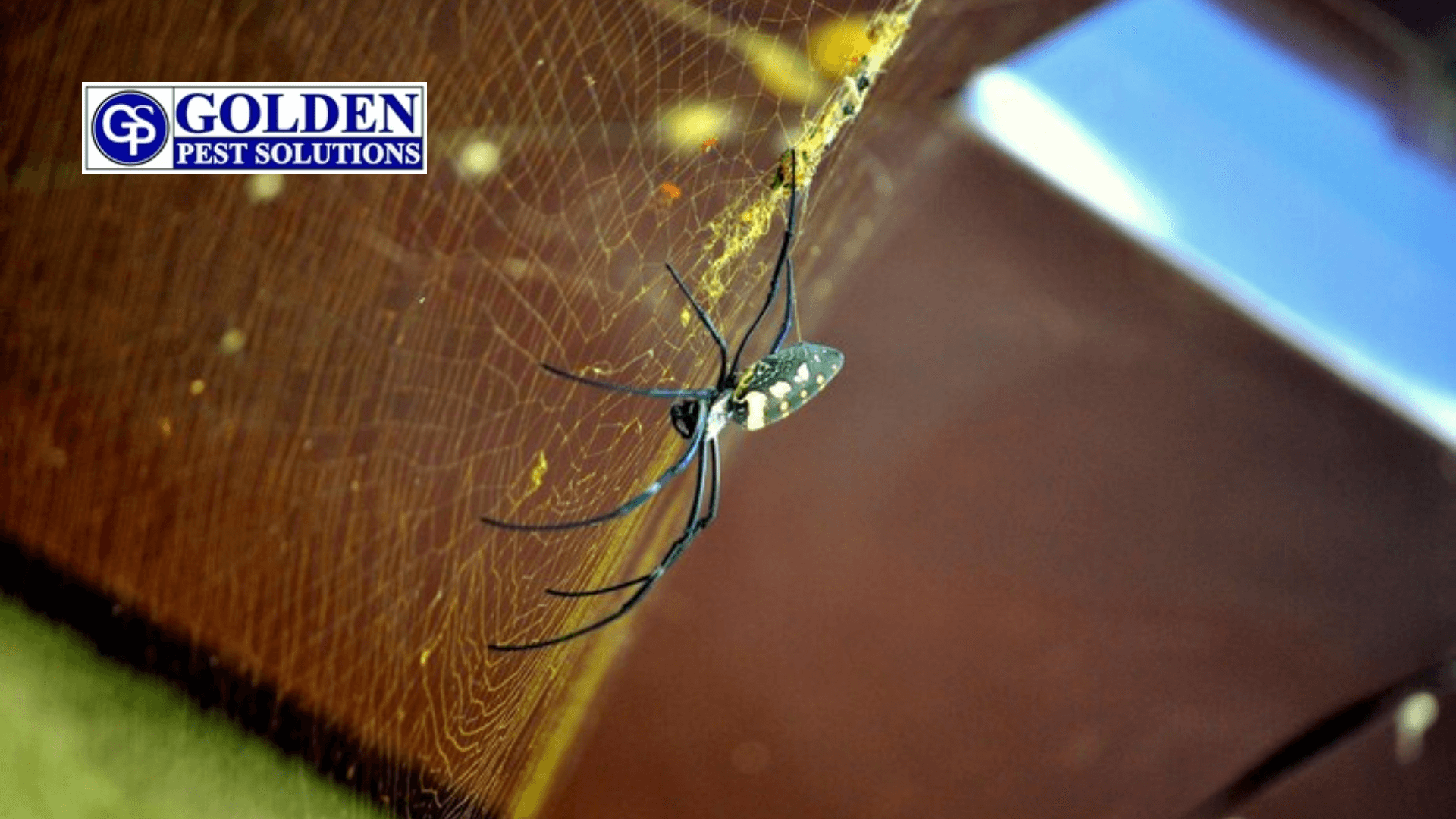 spider control at home