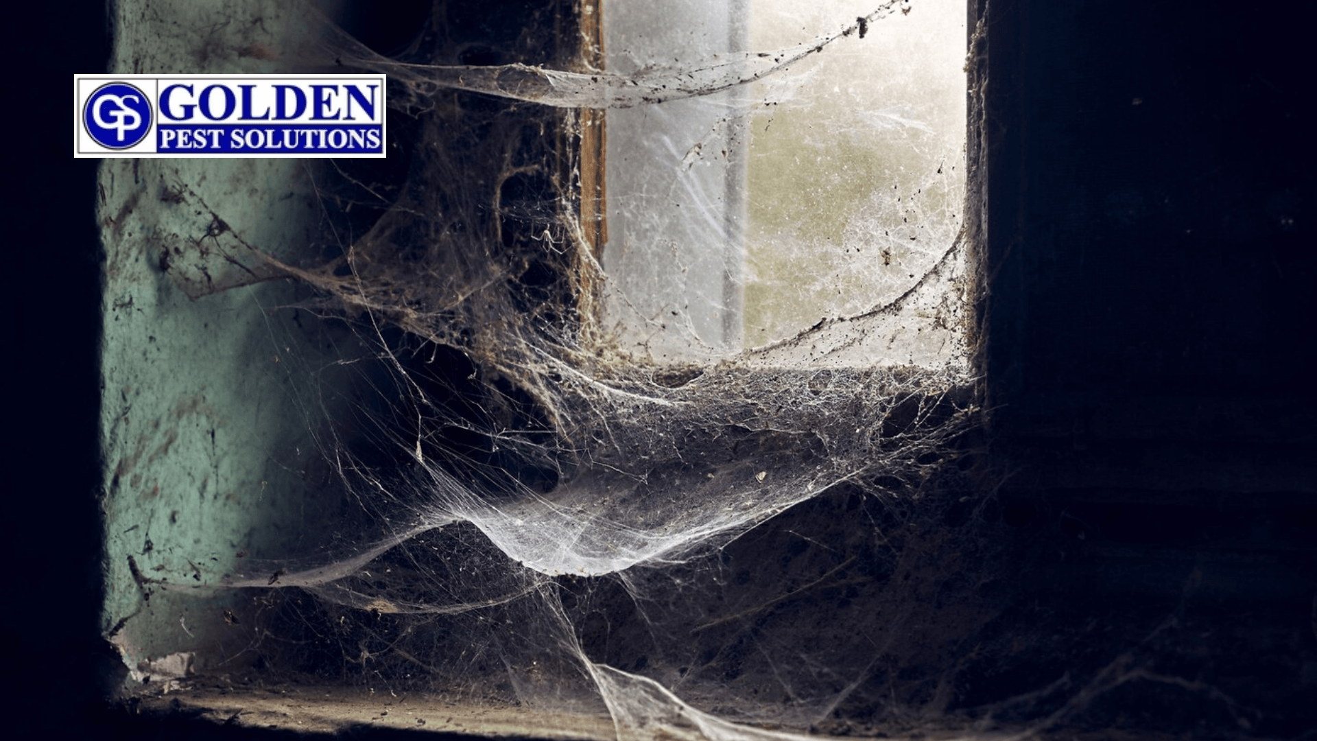 spiders binding nest at home