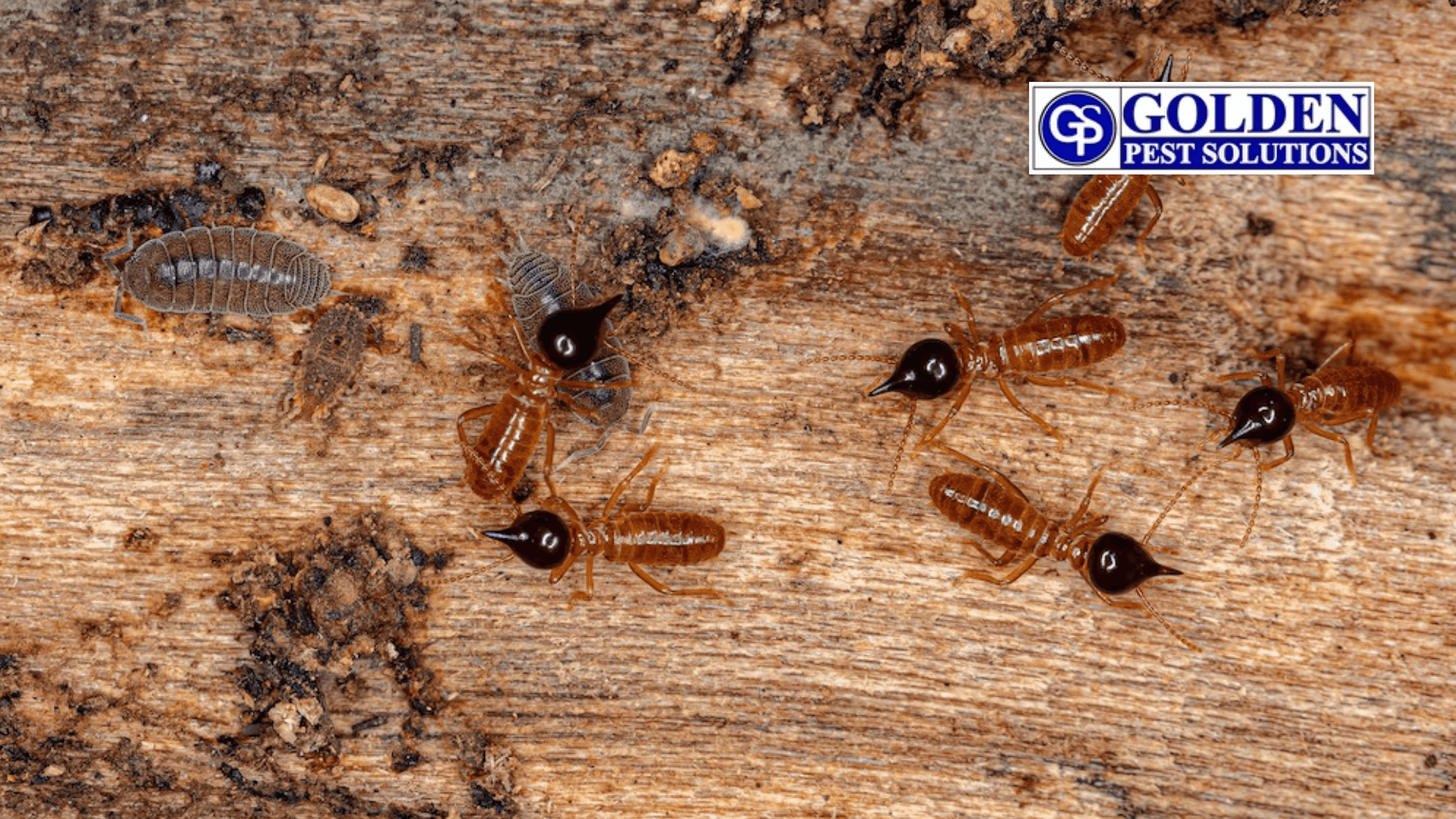  termite treatment