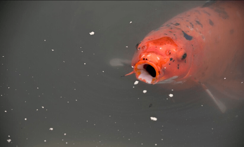mosquito eating fishes