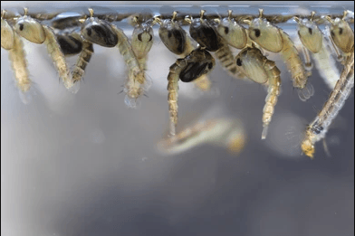 mosquito larva