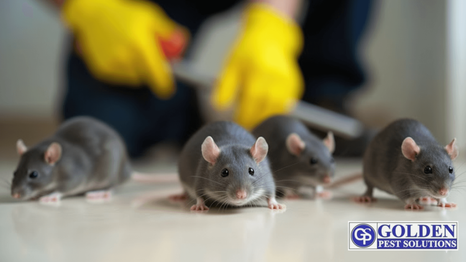 how-to-get-rid-of-rats