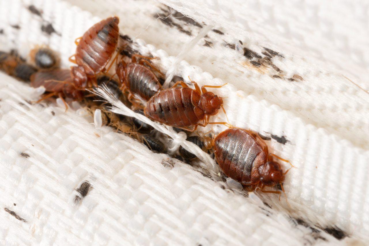 Bedbugs clustered on mattress seam, reddish-brown parasitic insects, macro close-up
