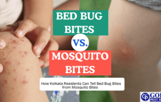Bites-fromvs Mosquito-Bites