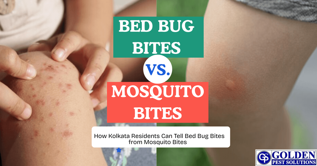 Bites-fromvs Mosquito-Bites