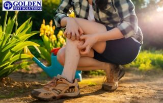 Pests That Cause Skin Problems