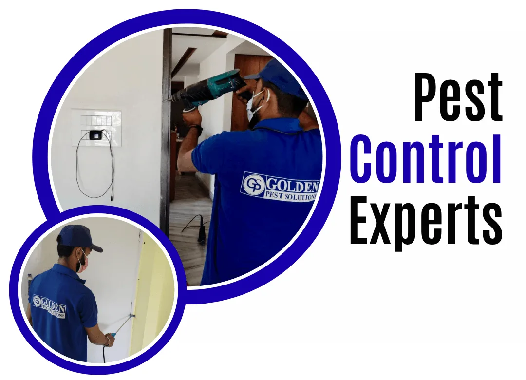 Pest Control Kolkata Experts