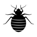 Bed bug