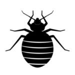 Bed bug