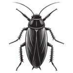 Cockroach