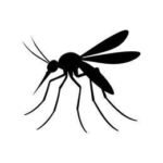 Mosquito