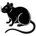 Rodent or Rat
