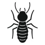 Termite
